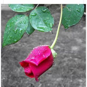 Meet your Posher, Nancy